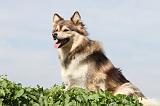 CHIEN FINNOIS DE LAPONIE 654